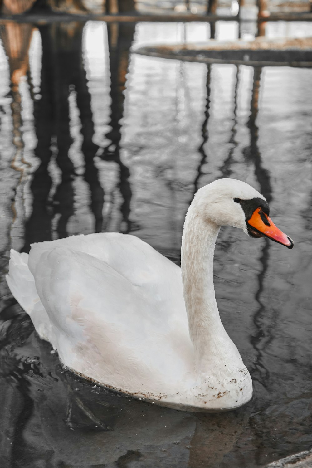 white swan on water during daytime