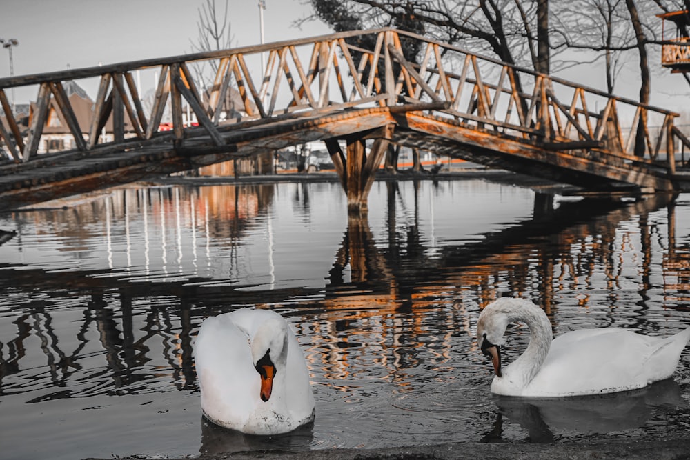 white swan on water under brown wooden bridge during daytime