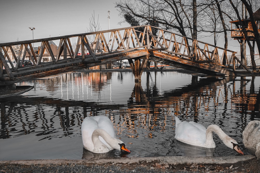 white swan on water near brown wooden bridge during daytime