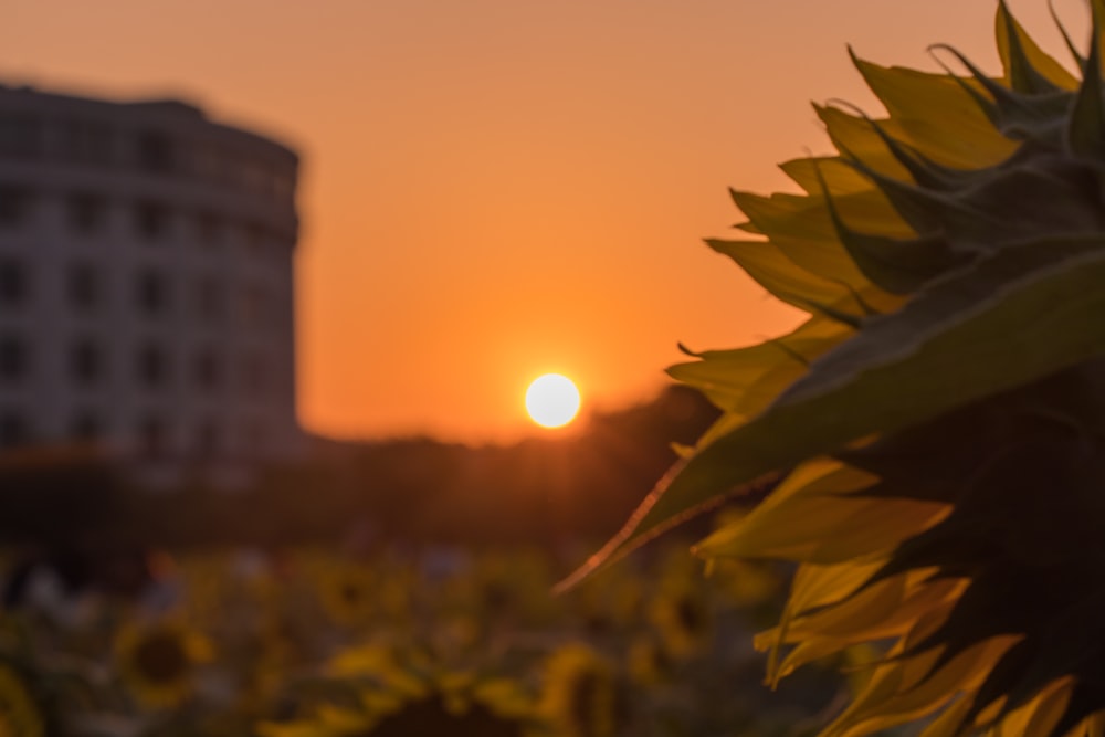 green leaves during golden hour