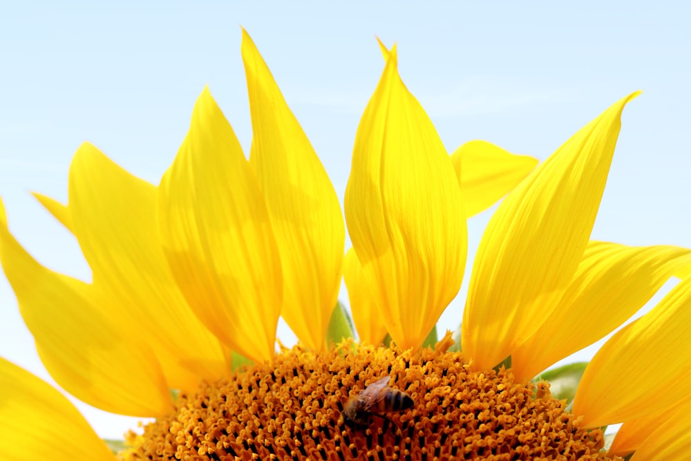 yellow sunflower in close up photography