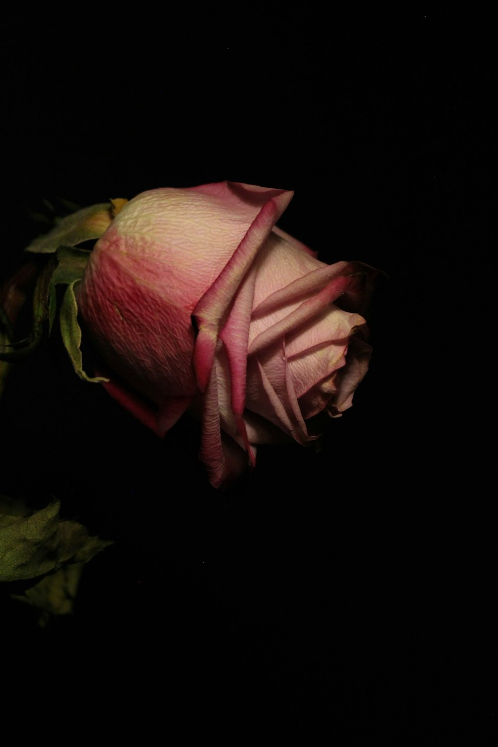 pink rose in black background