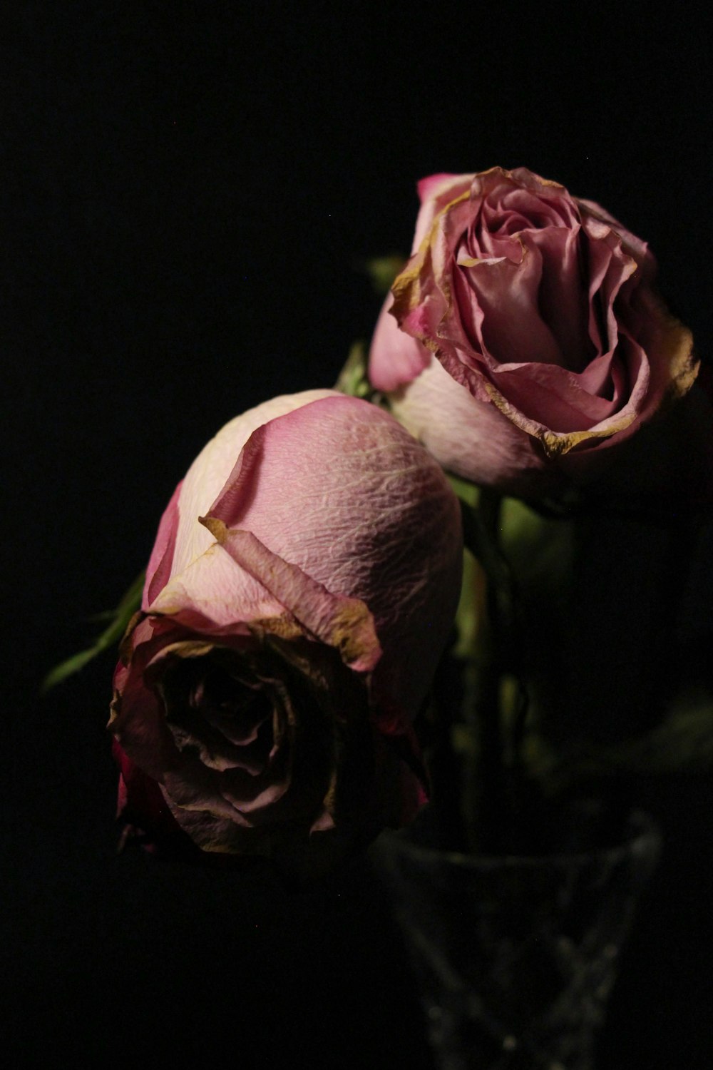 pink roses in black background
