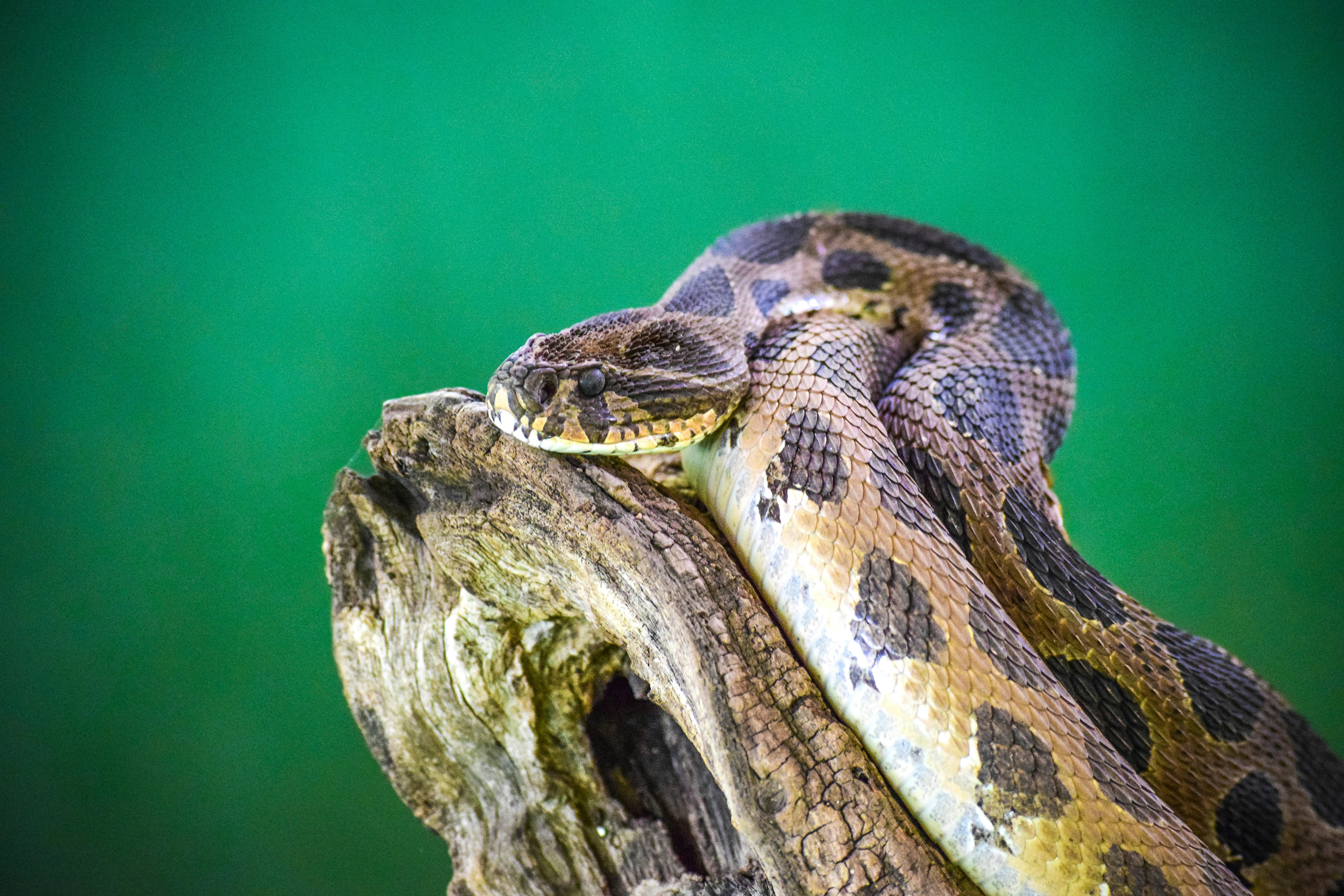 Imágenes de Pitones Rocheux Descarga imágenes gratuitas en Unsplash