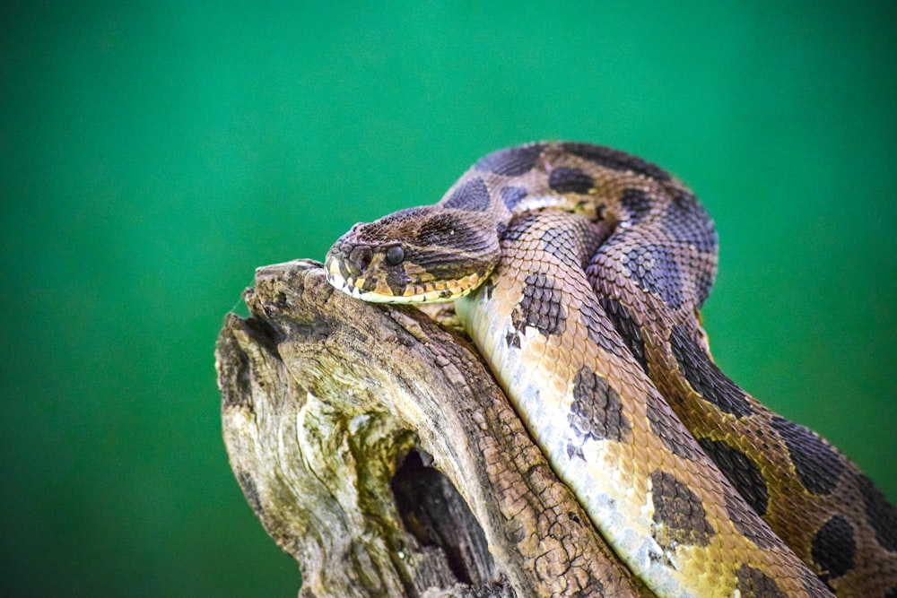 brown and black snake on brown rock