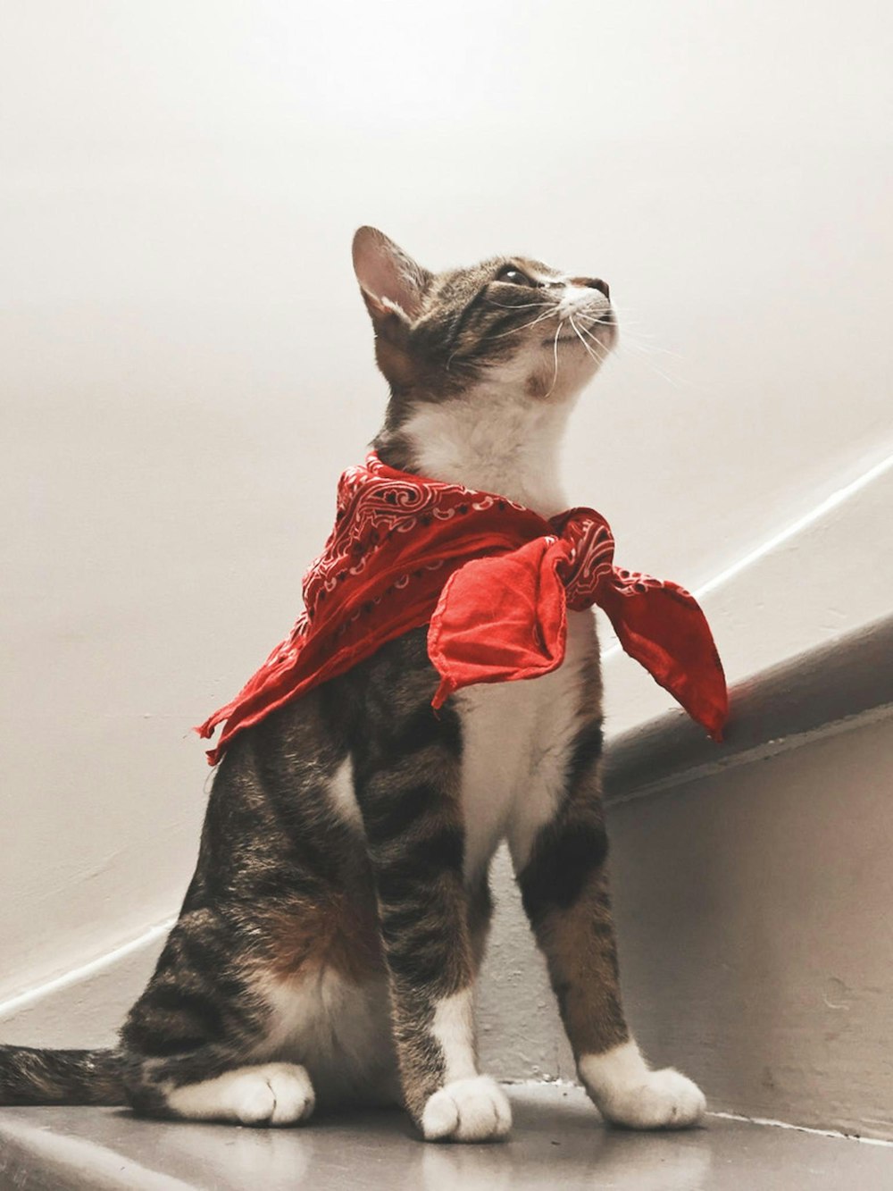 white and black cat with red ribbon