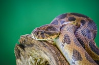 A snake is coiled on a piece of rough, textured wood against a green background. The snake's scales are patterned with shades of brown and black, and its head is slightly raised, showing its distinct markings and eyes.