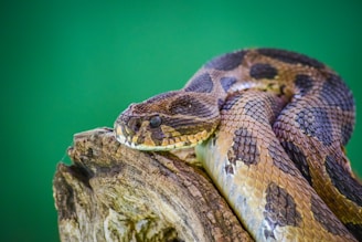 A snake is coiled on a piece of rough, textured wood against a green background. The snake's scales are patterned with shades of brown and black, and its head is slightly raised, showing its distinct markings and eyes.