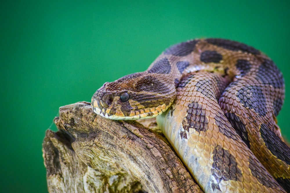 brown and black snake on brown rock