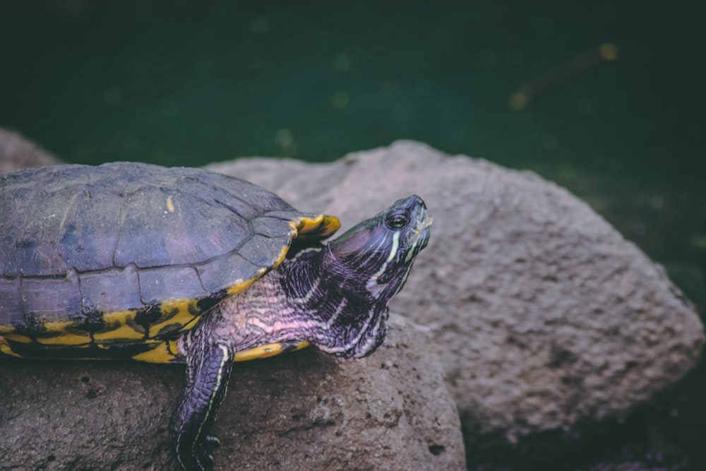 Schwarze und gelbe Schildkröte auf braunem Felsen