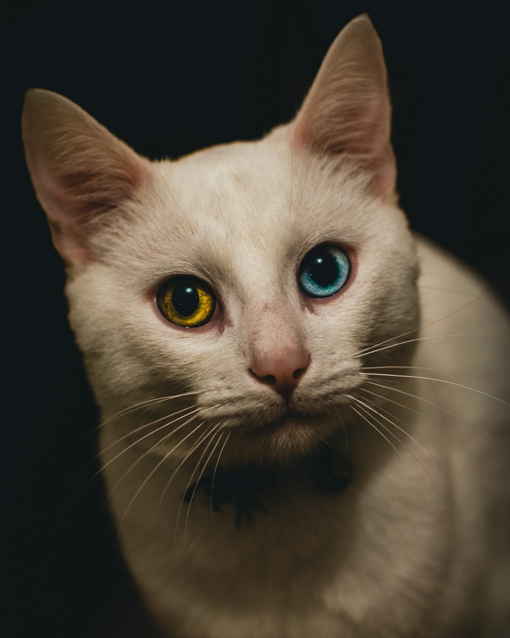 white cat with black background