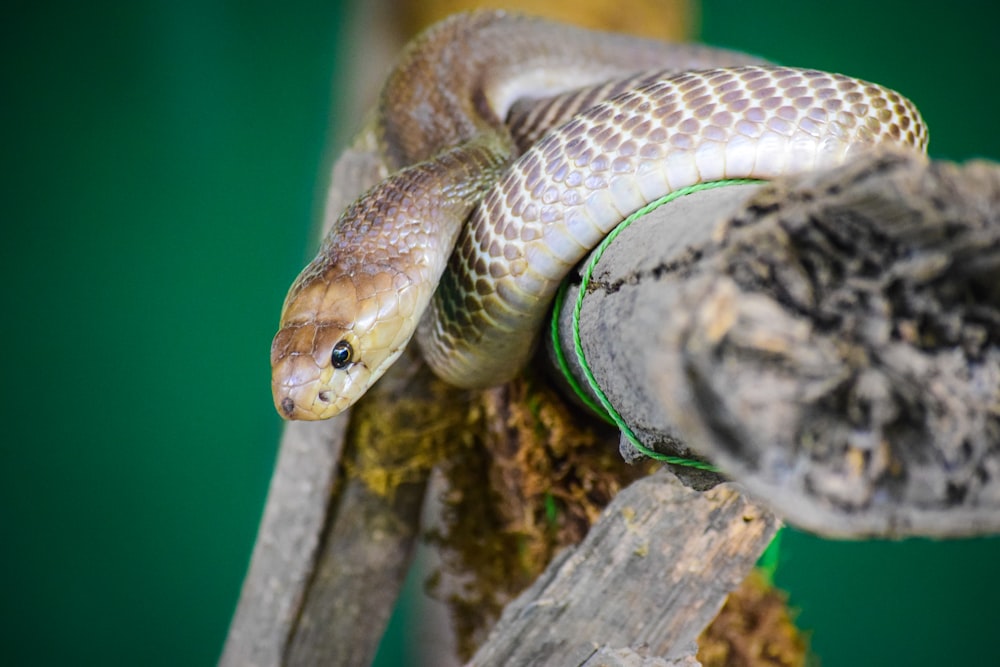 brown snake on brown wooden post