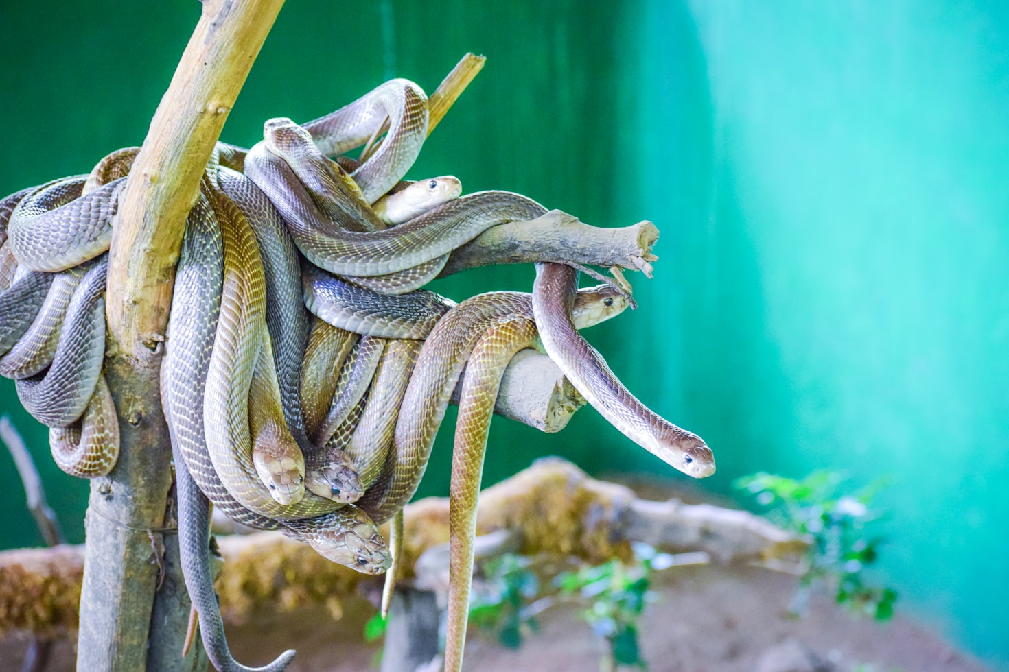 Pune Zoo, Katraj, Rajiv Gandhi