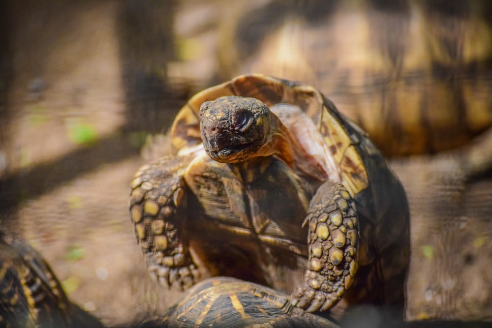 brown and black turtle on brown soil