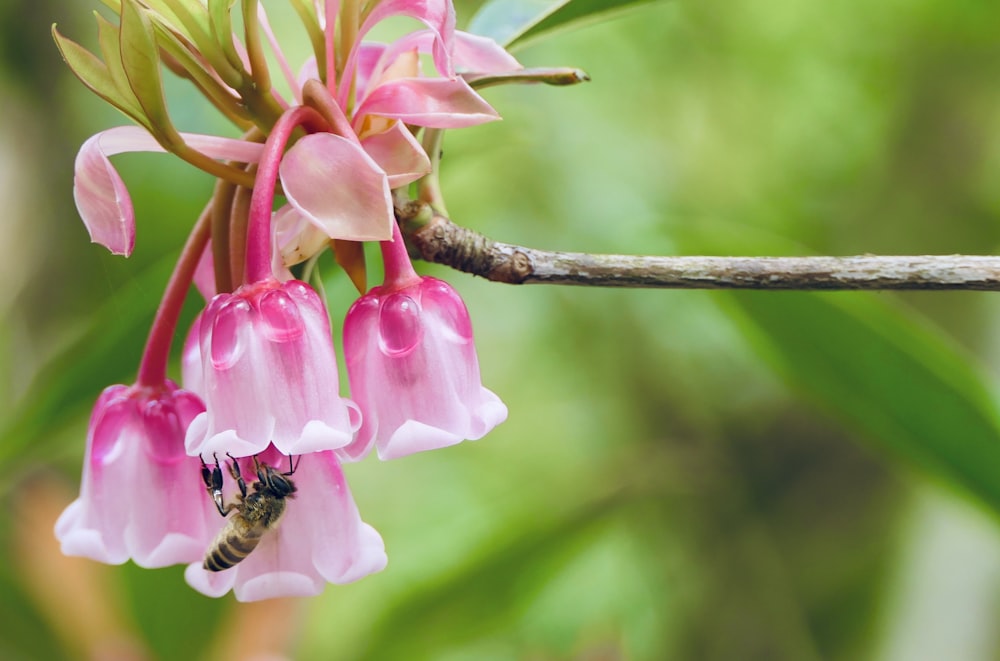 black and yellow bee on pink flower