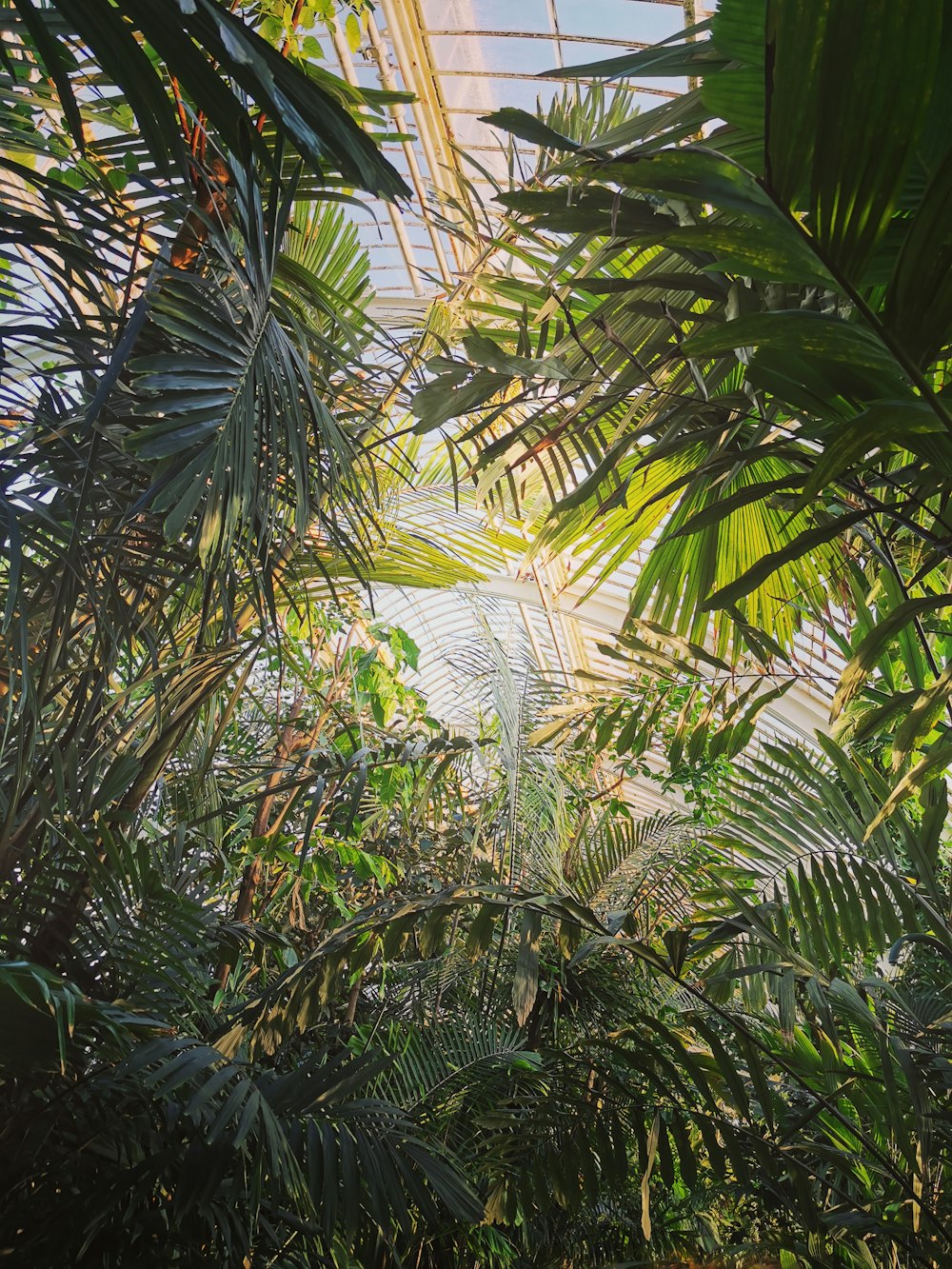 green palm tree during daytime