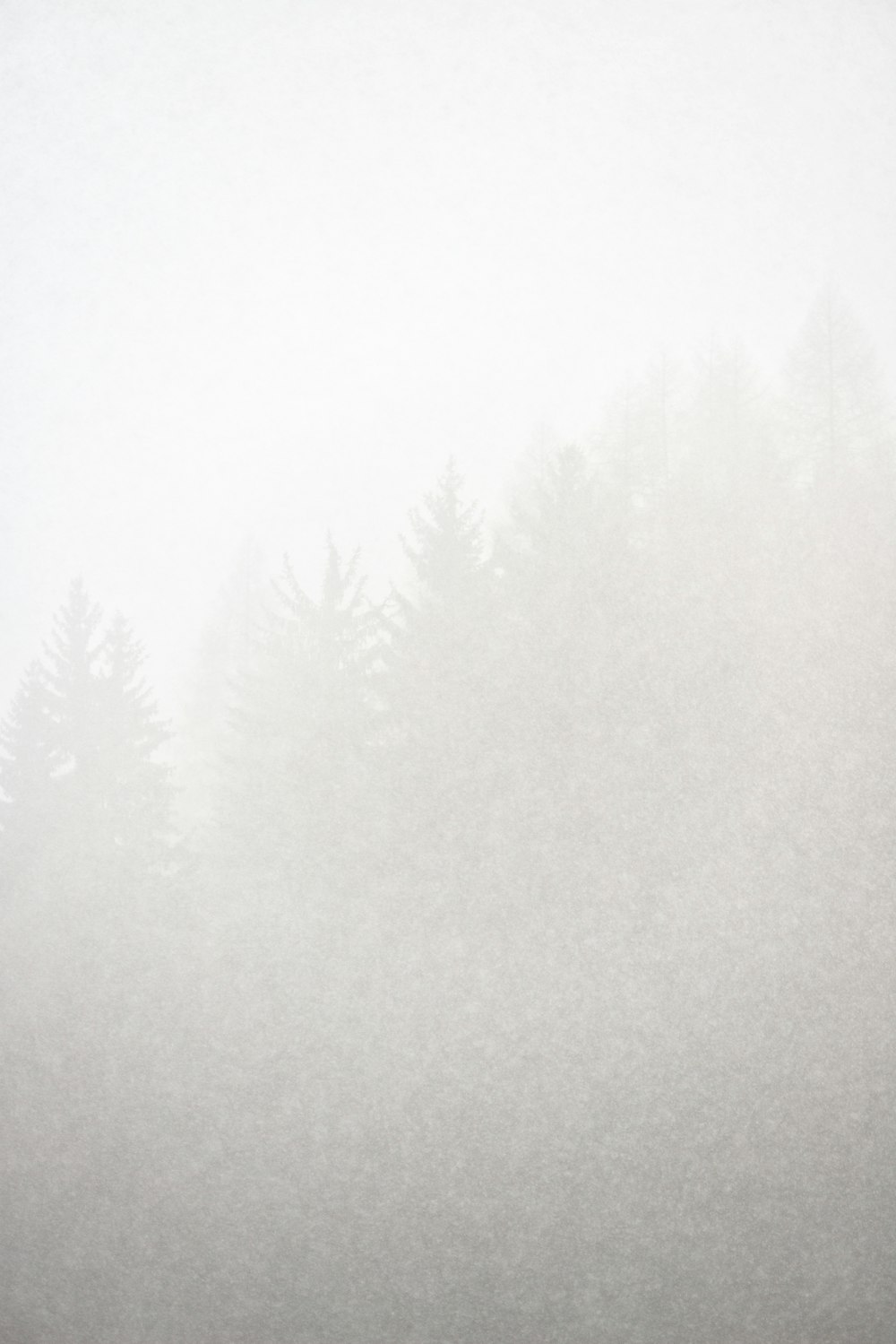 green trees covered with white fog