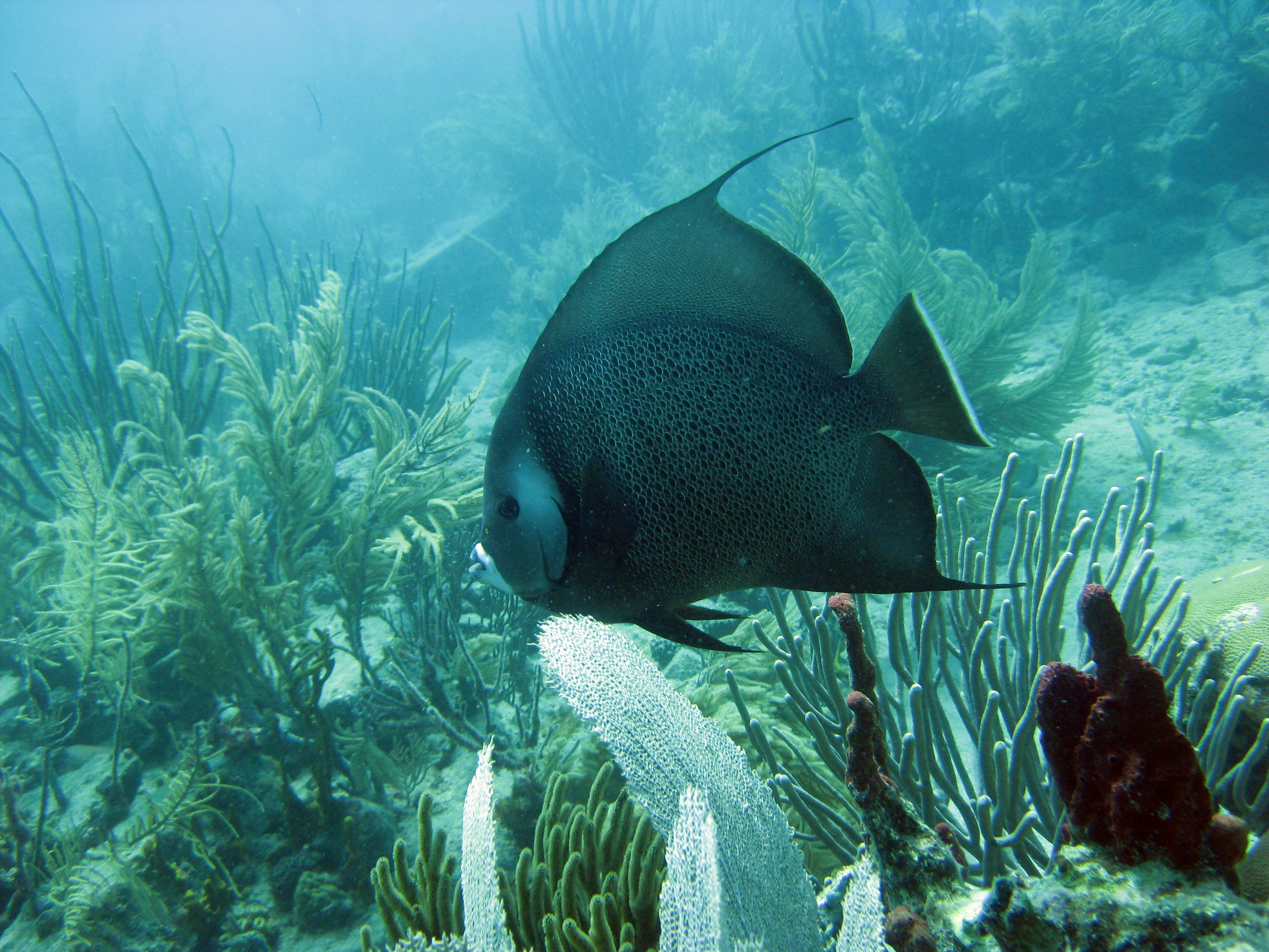 Ikan hitam dan putih di dalam air