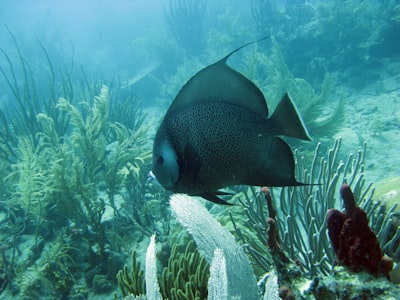 Ursachen und Behandlung von gekräuselten Flossenrändern bei Betta Fischen