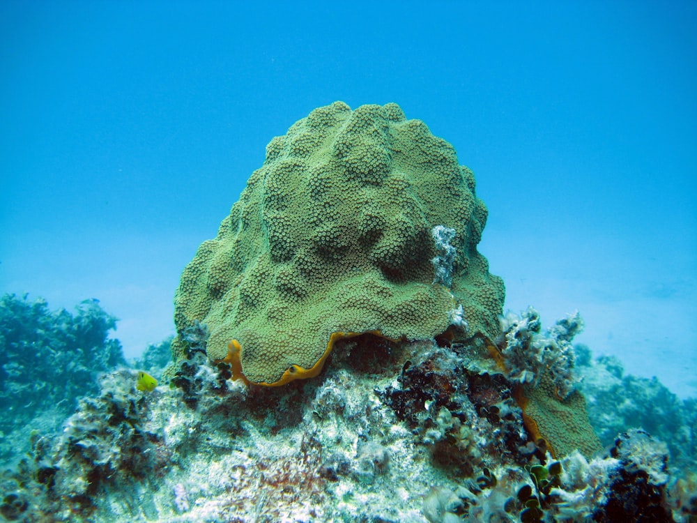 green and brown coral reef