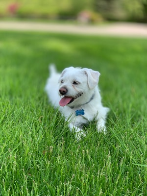A small white dog with fluffy fur and a playful expression lies on a lush green lawn. Its tongue is out, and it wears a collar with a blue tag. The background is slightly blurred, suggesting an outdoor setting.