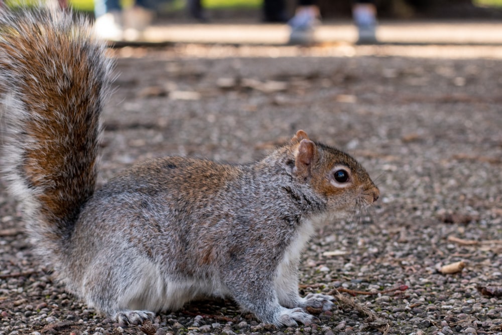 gray and white squirrel on gray ground during daytime