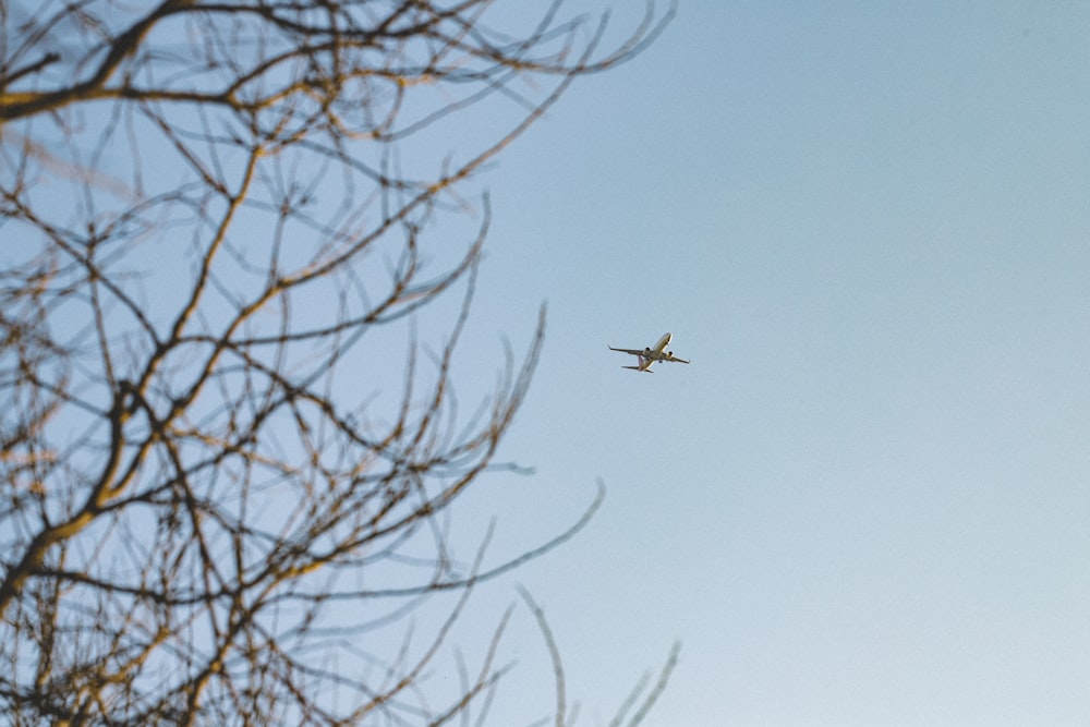 brown bird flying over bare tree during daytime