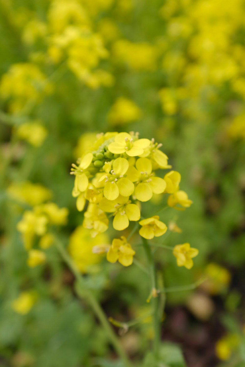 yellow flower in tilt shift lens