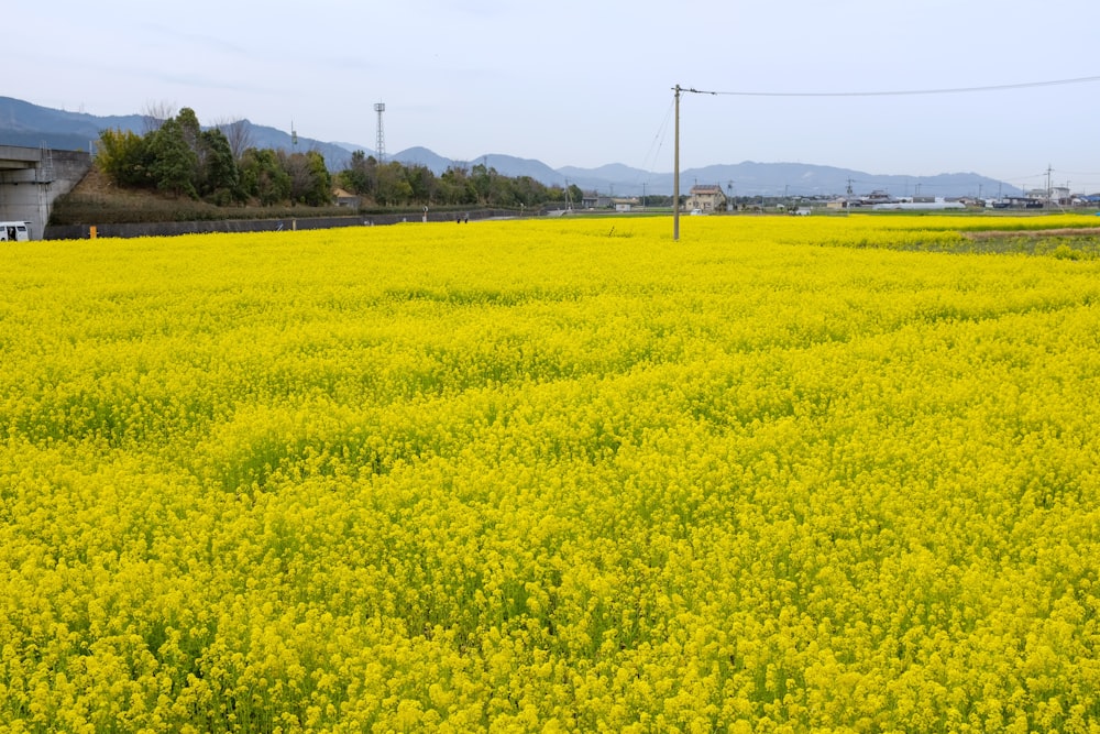 yellow flower field under blue sky during daytime