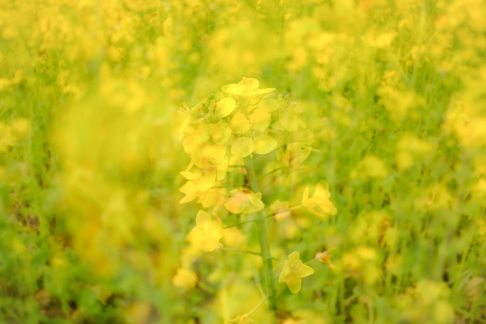 yellow flower field during daytime