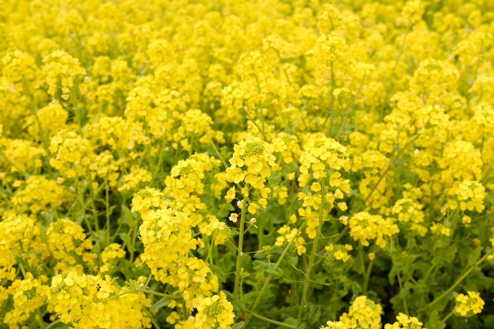 campo de flores amarelas durante o dia