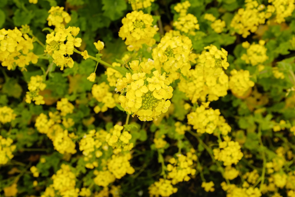 yellow flowers in tilt shift lens