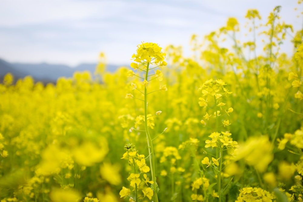 yellow flower field during daytime