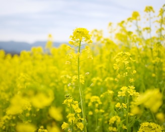 yellow flower field during daytime