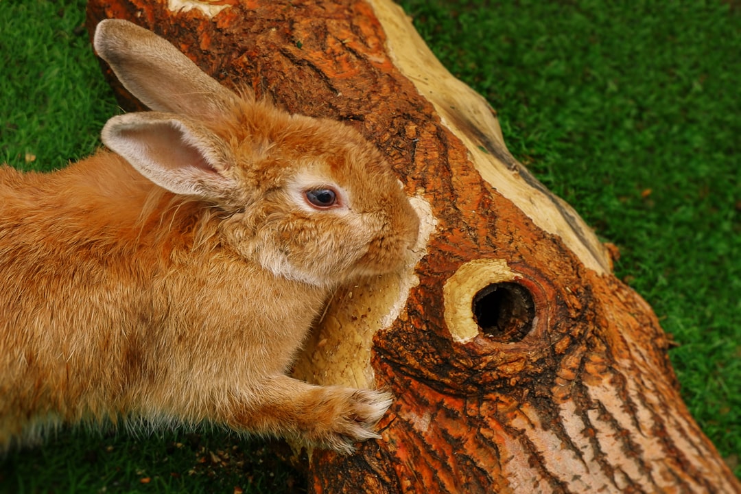 brown rabbit on brown tree trunk