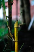 Close-up of fresh bamboo shoots growing in the lush Oxapampa forest.