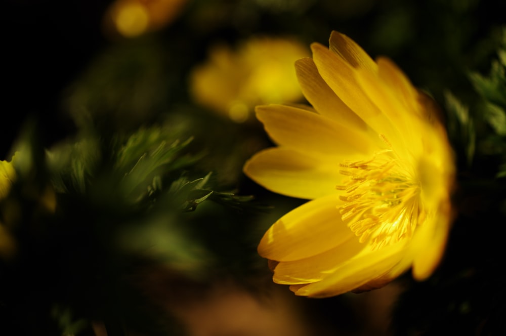 yellow flower in tilt shift lens