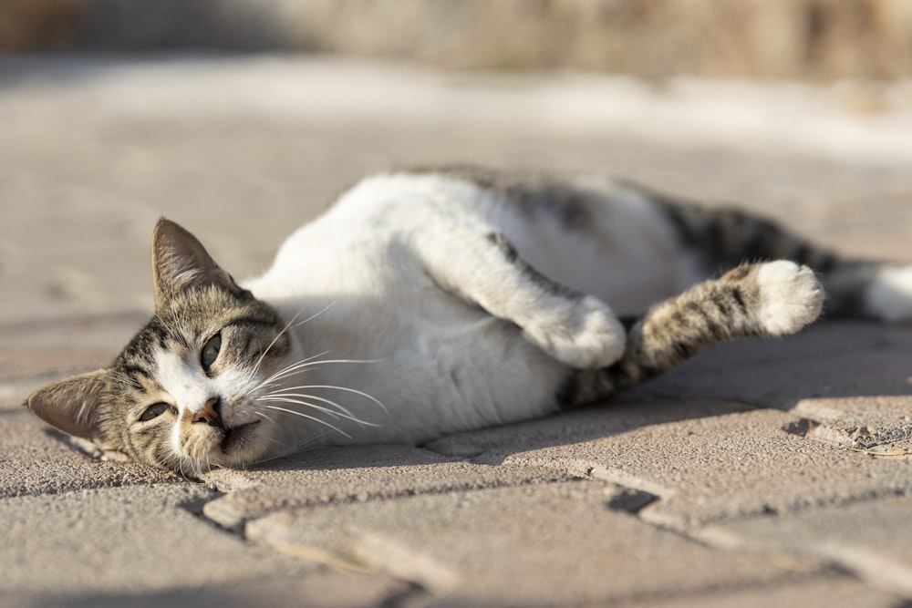white and brown cat lying on brown sand during daytime