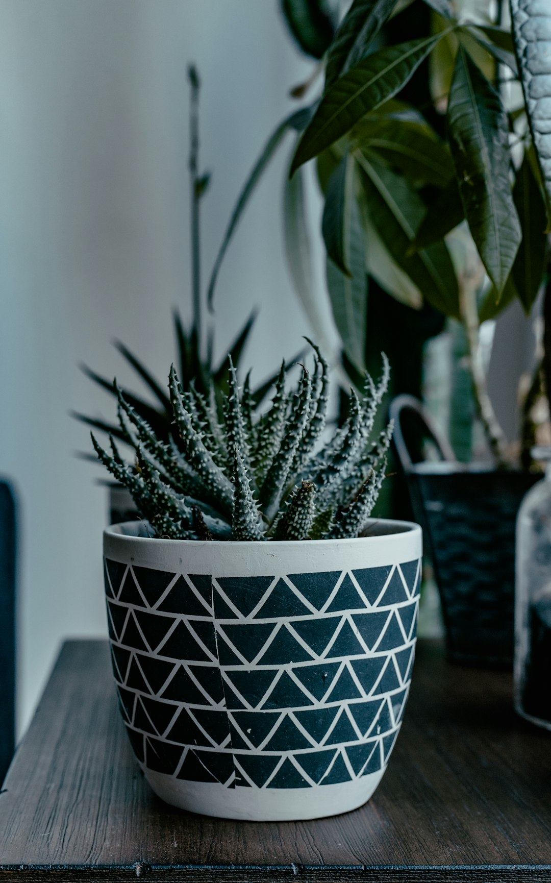 green plant in white and blue ceramic pot