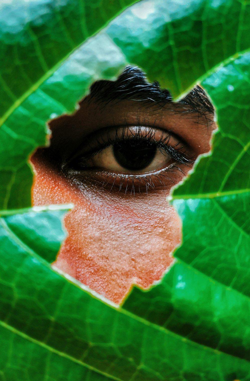 green leaf on human eye