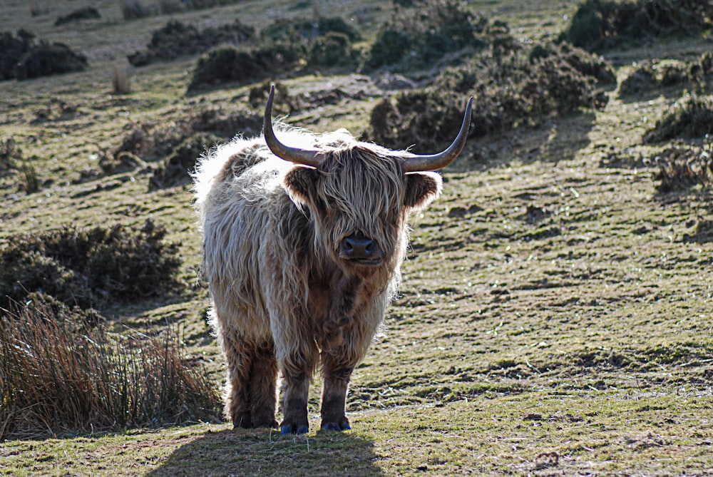 brown cow on green grass field during daytime