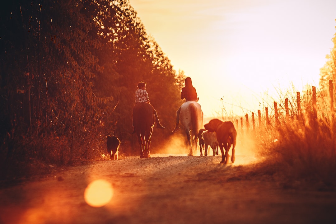 people riding horses on brown field during sunset