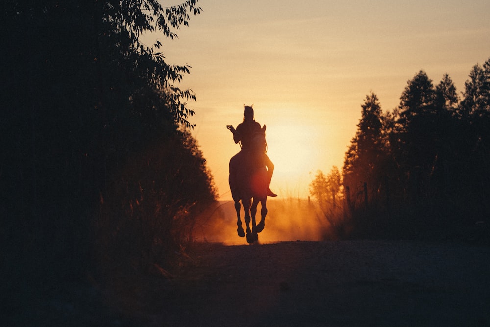 silhouette of person riding horse during sunset
