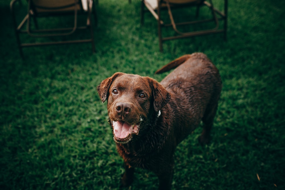 brown short coated dog on green grass during daytime