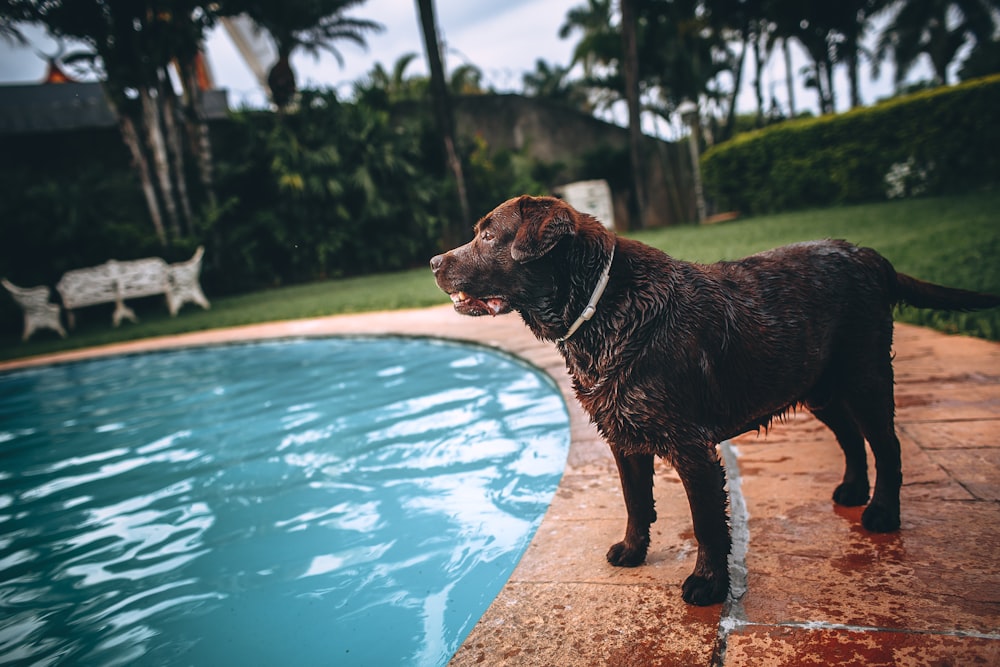 schwarzer, kurzhaariger großer Hund, der tagsüber neben dem Pool steht
