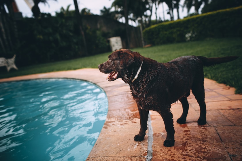 Is Chlorine Bad for Dogs?