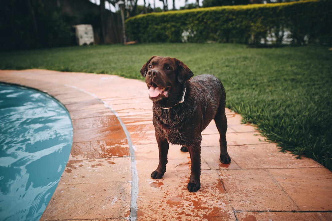 black labrador retriever standing on brown concrete floor during daytime