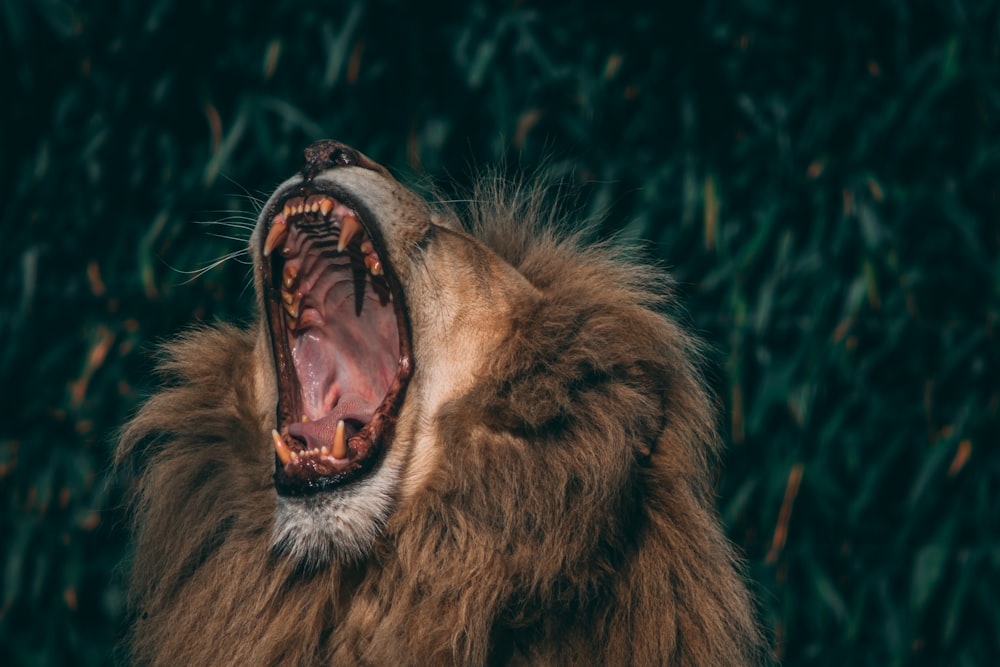 lion lying on green grass during daytime