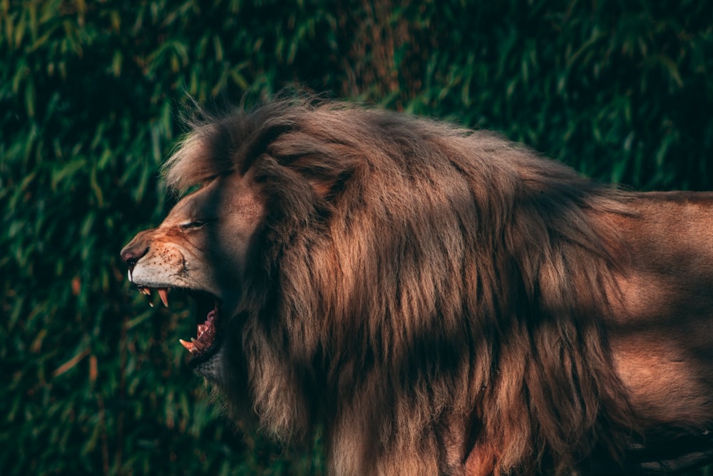 a close up of a lion with its mouth open