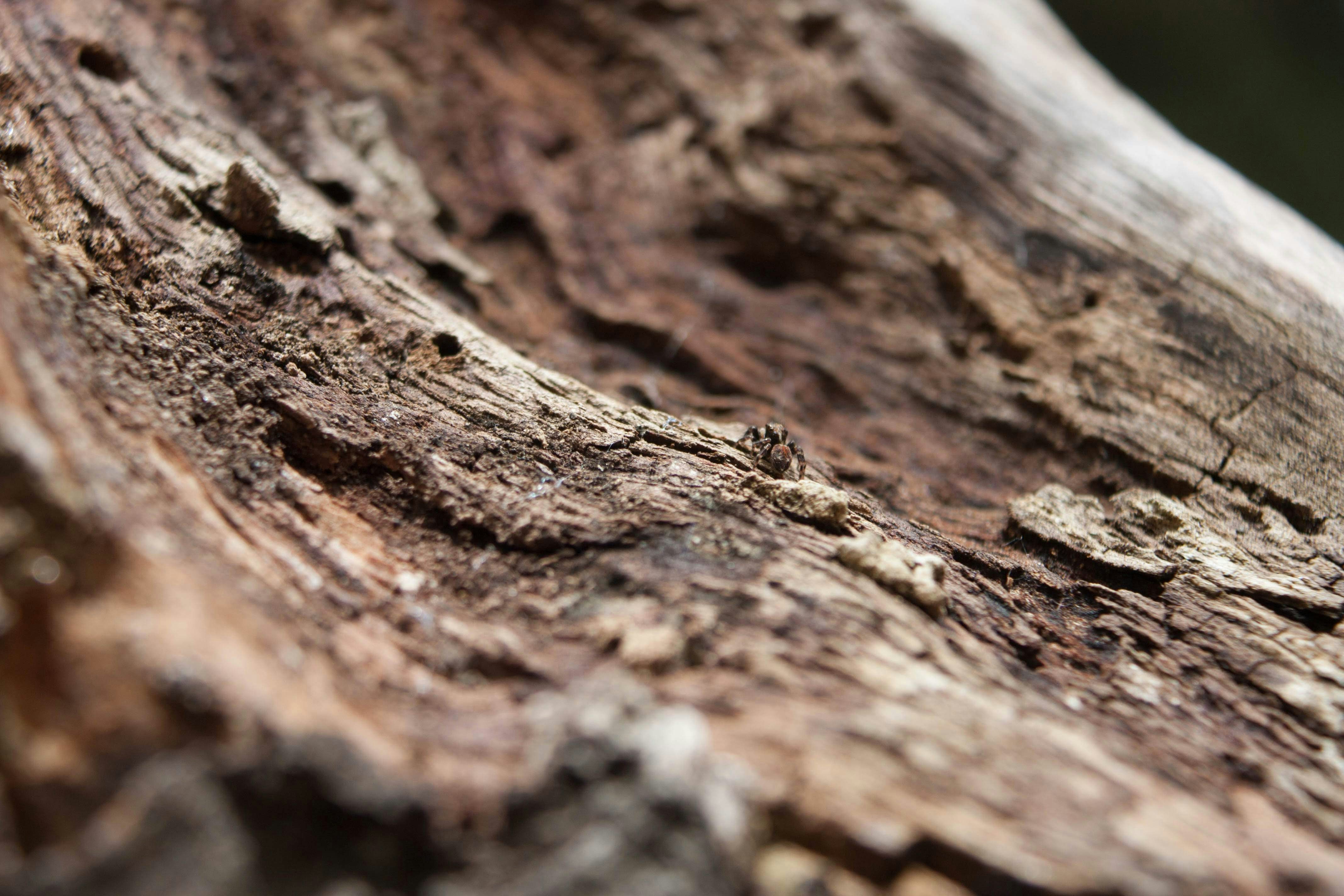 Photo by marshmallow1890